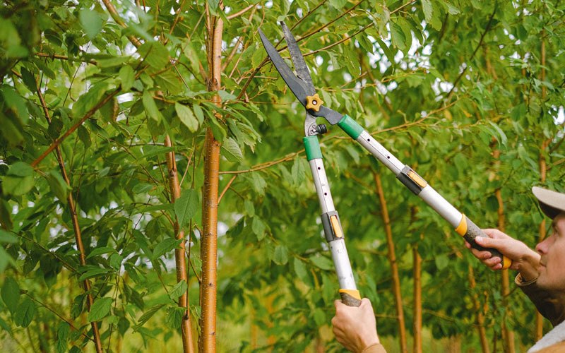 Tree trimming in Usk, WA