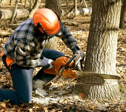 Tree Removal in Usk, WA